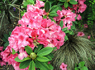 Rhododendron Carex Flower