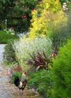 Rooster Conifer Garden