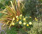 Rose Golden Flax Fennel