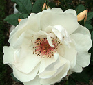 Rose Jacqueline Dupres