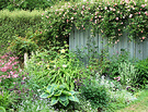 Roses Hostas Aquilegias