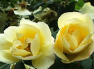 Roses Kordes Fruhlingsgold