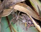 Spider Leaves