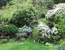 Spring Clematis Archway