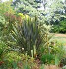 Stables Garden Flax