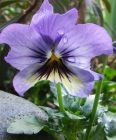 Stone Blue Pansy