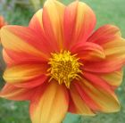 Striped Dahlia Flower