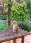 Table Leaves Kitten