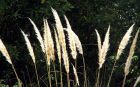 Toe Toe Seeds