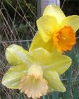 Two Daffodils Fence