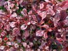 Variegated Berberis