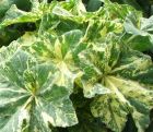 Variegated Leaf Mallow