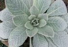 Verbascum Rosette Leaves