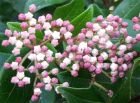 Viburnum Tinus Buds