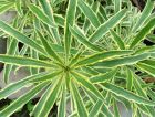 Wallflower Variegated