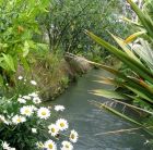 Water Daisies Flax