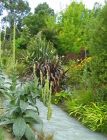 Water Race Verbascum Flax