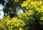 Wattle Flowers Sunny Yellow