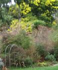 Wattle Tree Archway