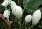 White Crocus Flowers