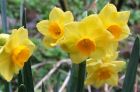Yellow Jonquils Spring