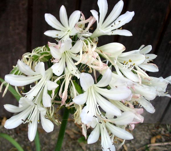 Pictures of White Agapanthus Flowers