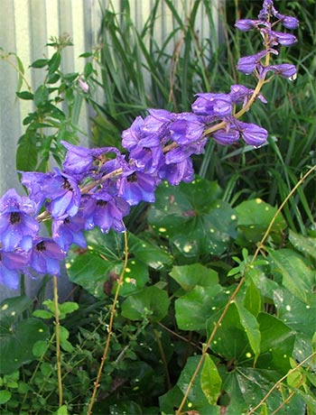 leopard plant delphinium