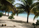 Beach Palm Coconut