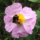 Bee Cistus Flower