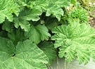 Big Leaf Gunnera