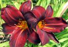 Blood Red Daylily