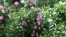 Blooms Rugosa Rose