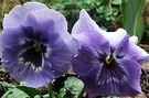 Blue Pansies Two