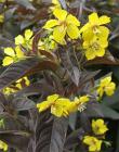 Brown Yellow Perennial