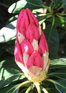 Bud Pink Rhododendron