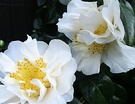 Camellia Cream Flower