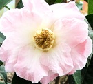 Camellia Dawn Pink