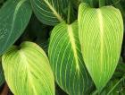 Canna Foliage Green