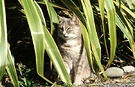 Cat Grey Flax