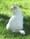 Cat White Lawn