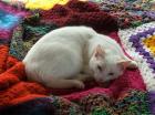 Cat White Rug
