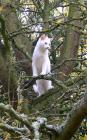 Cat White Tree
