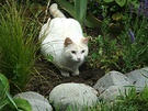 Cat White Tussock