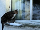 Cat Window Snow