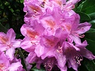Chateau Rhododendron