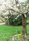 Cherry Statue Blossom