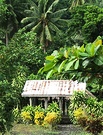 Coconut Tree Garden