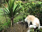 Collie Dog Drinking