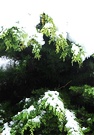 Conifer Snow Green