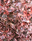 Coprosma Red Leaf